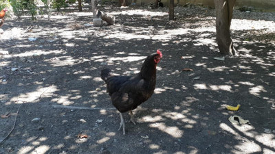 Kümese giren adam tavuğun altında gördü titreyerek oğluna bağırdı