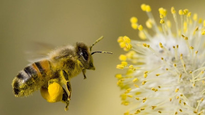 Yeni virüs varyantı tüm arıları yok ediyor; insanlık için tehlikeli...