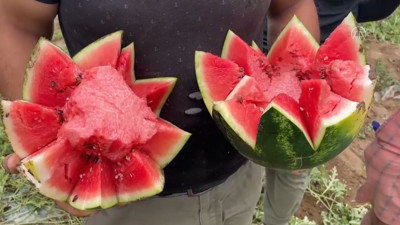 Tescilli Adana karpuzunda hasat gecikmeli başladı. Bakalım fiyatlar düşecek mi?