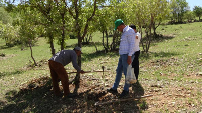 Ormandan topluyorlar kilosunu 50 TL'den satıyorlar. Toprağın altındaki hazine