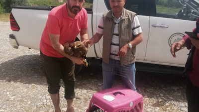 Yaralı kartal ve dağ keçisi ekiplere teslim edildi
