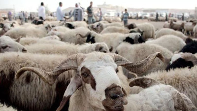 Bu Kurban Bayramı'nda küçükbaş hayvan almak hayal olacak