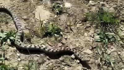 Karabük'te 2 arkadaş gördü. Korkunç gerçeği eve gelince öğrendiler