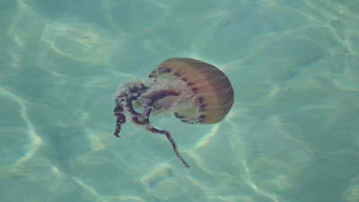 Marmara ve Ege sahillerimize akın etti hepsi dev gibi hepsi zehirli. Yüzmek cesaret isteyecek