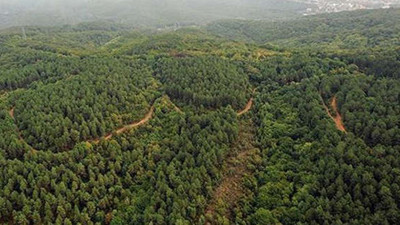 Cumhurbaşkanı Erdoğan'ın kararıyla. 4 ilde 350 hektar alan artık 'orman' değil