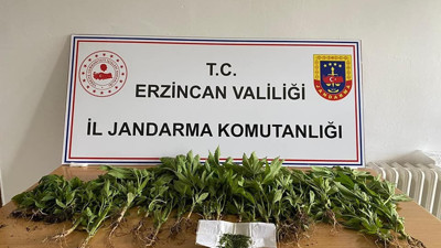 Erzincan'da 47 kök kenevir bitkisi ele geçirildi