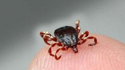 Uzmanı, kene vakalarındaki ölüm oranını açıkladı