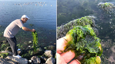 Uzman isim uyardı: İzmir Körfezi, marul tarlasına dönüşüyor