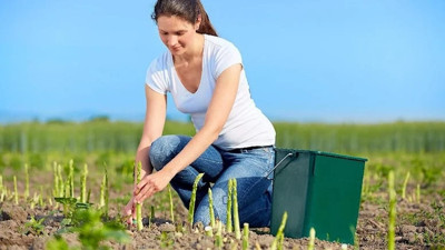Lezzeti damaklarda eşsiz tat bırakıyor. Doğumu kolaylaştırıyor. İdrar yollarını pırıl pırıl yapıyor