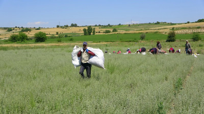 Osmaniye’de yetişiyor. Filistinliler kapışıyor. Kilosu 7 dolar. Saç dökülmesini durduruyor. Balgamı söküp atıyor