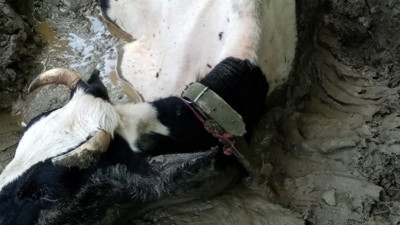 Bataklığa saplanan inek kurtarıldı