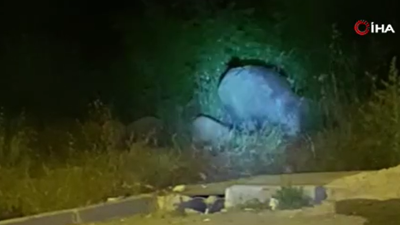 Arnavutköy'de domuz sürüsü yola indi