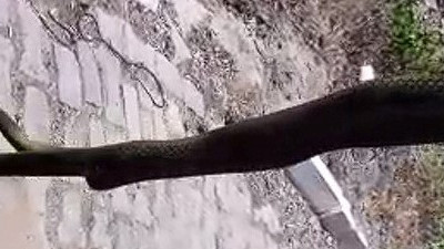 Yılanın en sevdiği meyvenin serasında göz göze geldi. Yardımına işçiler koştu