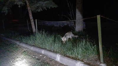 Kars’ta tilkiyi köpek gibi beslediler