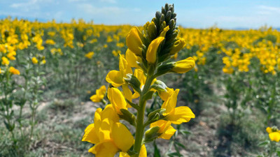 Sarı çiçeğim evimize gidelim demeyin. Bu çiçeği koparmanın cezası 109 bin lira. Eber sarısı çiçeği