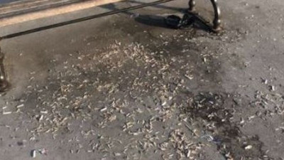 Ünlü gazeteci Ersoy Özdem boğazda yüzen öküzleri açıkladı. Bir de sahilde çekirdek yemişler