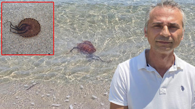 Marmara'da şimdi de zehirli pusula denizanası istilası! Prof. Dr. Şirin denize girenleri uyardı...
