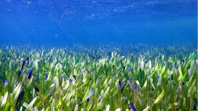 Yaşı ve boyutuyla şaşırttı | Dünyanın en büyük bitkisi