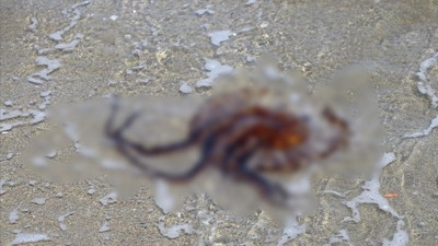 Uzmanı uyardı: Görürseniz uzak durun