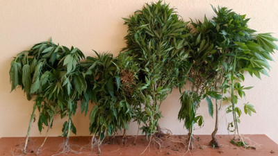 Hatay’da kenevir operasyonu