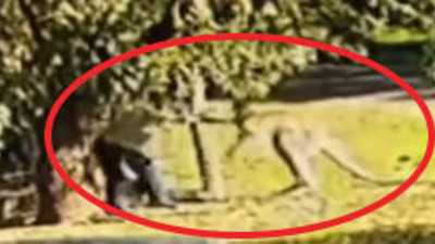 Yere düşen adamdan kanguruya sopalı dayak