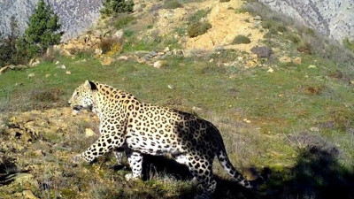 Türkiye'de görüntülendi yeri sır gibi saklanıyor.