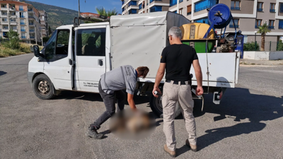 İzmir'de kedi ve köpekler zehirlenerek öldürüldü
