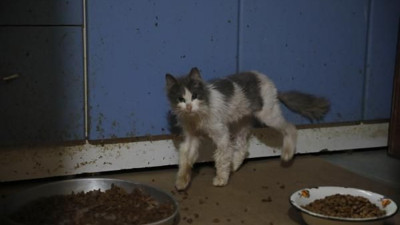 Salgın 4 ayda 700 can aldı sağ kurtulan 1 vaka bile yok. Evcil hayvan besleyenler dikkat