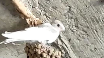 Kırlangıç yuvadan çıktı. Rengini görenin ağzı açık kaldı