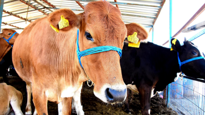 Kurbanını kendi kesen yanacak