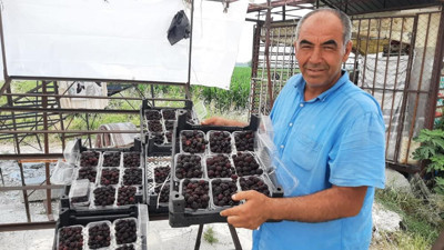 Meraktan böğürtlen üretti şimdi 25 günde 300 bin TL kazanacak