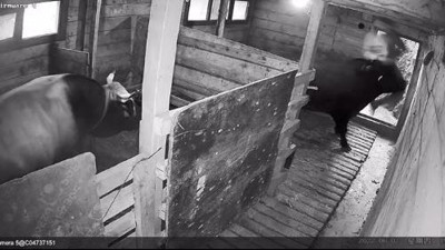 Güreşlere hazırlanan boğa sahibini hastanelik etti