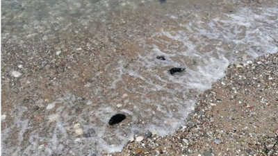 Ölü deniz tavşanları sahile vurdu