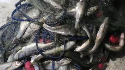 Van'da 350 kilo kaçak avlanmış inci kefali ele geçirildi