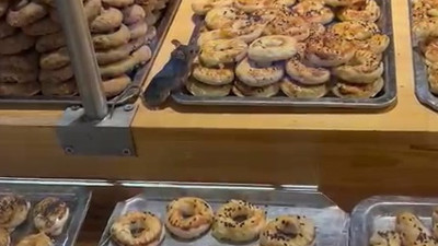 Dev markette büyük rezalet. Fareler kurabiyelerin üzerinde cirit atıp tadına baktı