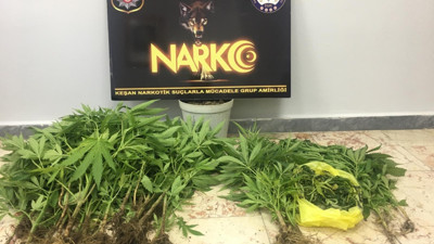 Saksı içinde kenevir ele geçirildi: 3 gözaltı