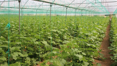 Pazarda 5 TL, marketlerde 10 TL, Hasat başladı tarlada ne kadar?