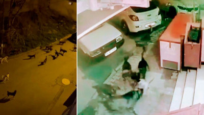 Sokak köpekleri anne ve çocuğuna saldırdı