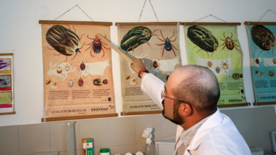 Yaz mevsiminin korkulu rüyası kene hakkında doğru bilinen yanlışlar