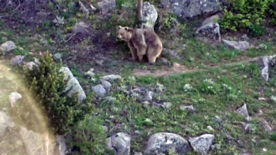 Doğa yürüyüşünde karşılarına çıktı. Kaçmayıp takip ettiler