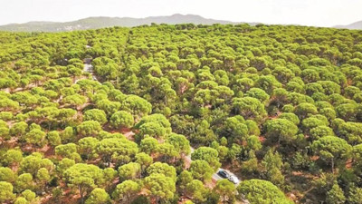 Kozak Yaylası’nda talan. Fıstık ağaçlarını patlatacaklar