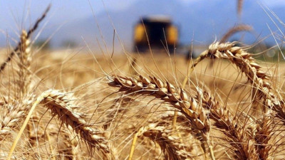 Türkiye Venezuela'da buğday üretecek