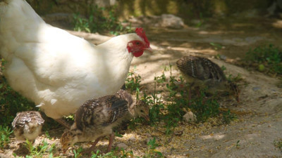 Yavruları ölen tavuk çiftçiyi şaşkına çevirdi