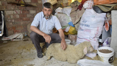 Terör estiren sokak köpekleri koyunları parçaladı