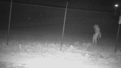 Hayvanat bahçesinde gece yarısı görüntülendi. Gizemli varlık paniği