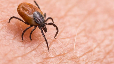 Kene kabusu geri döndü, sakın bunu yapmayın