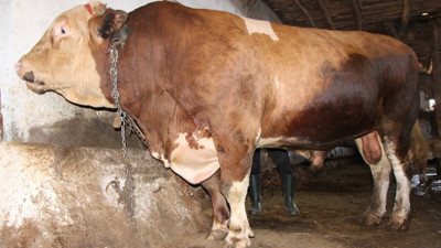 2022 model tosun rekor fiyata alıcısını bekliyor. Tam 1,3 ton ağırlığında