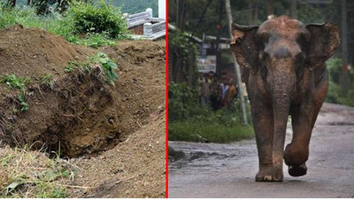 Fil saldırdığı kadını öldürdü. Cenazesinde olanlara kimse inanamadı