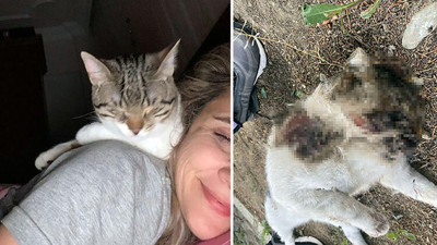 Vicdansızlar ! Zavallı kediden ne istediniz! Hava alması için site bahçesine bırakılan ‘Melo’ bu halde bulundu