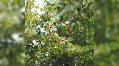 Bu resim Afrika’da çekilmedi. Kocaeli'de ağaçta makak maymunu